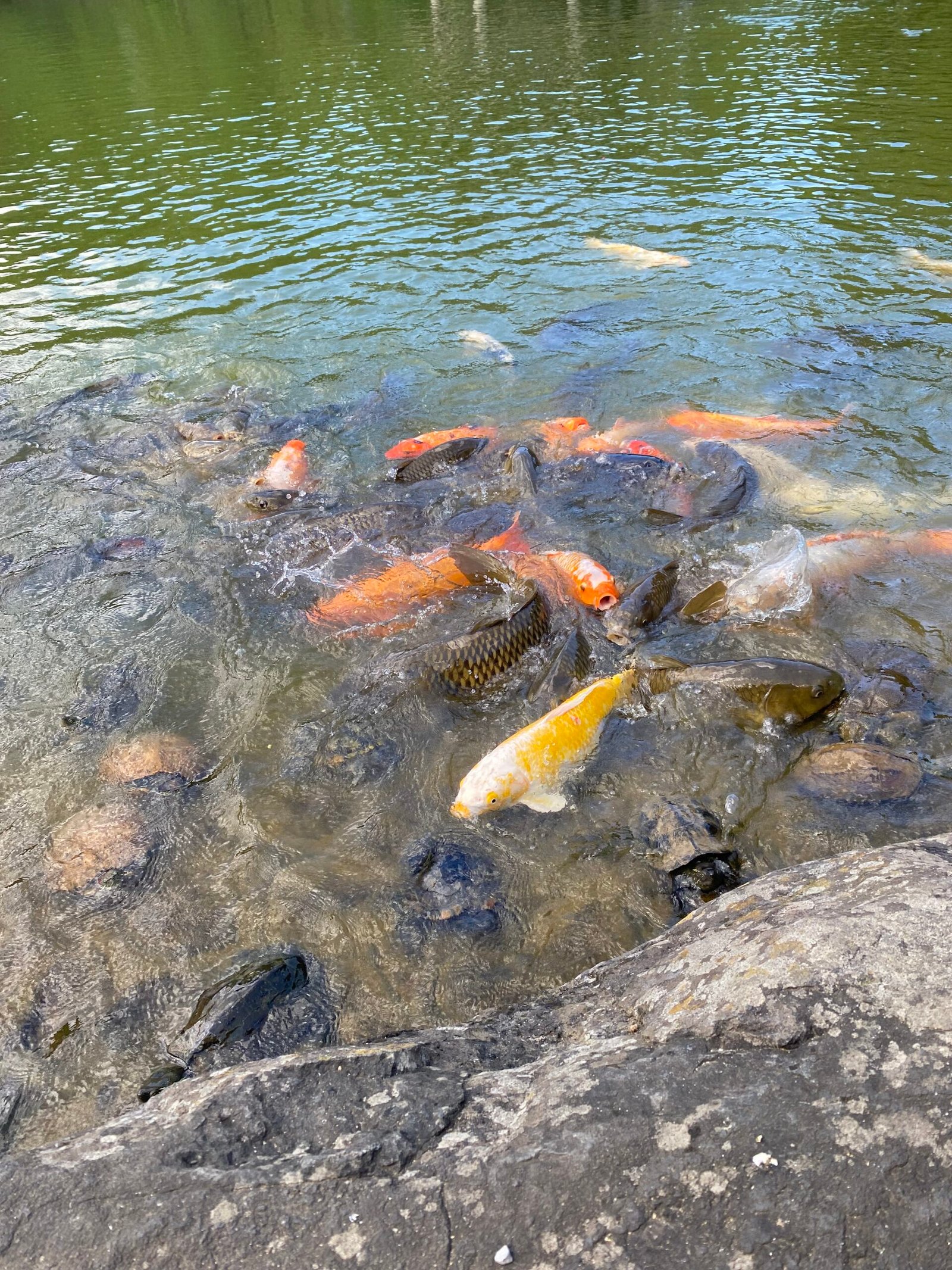 fish